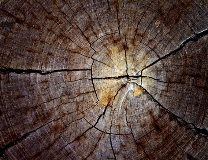 Dead wood